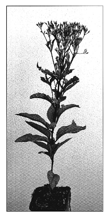 Figure 1 of US plant patent PP20320, the photograph of Baby Joe printed in the patent.