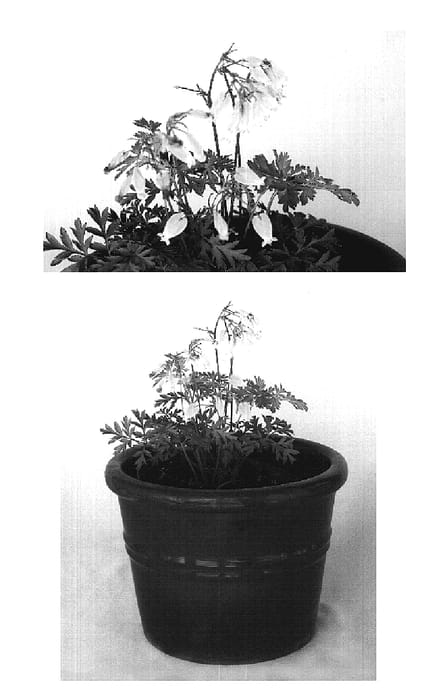 Figure 1 of US plant patent PP20322, the photograph of Spring Magic printed in the patent.