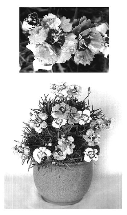 Figure 1 of US plant patent PP20323, the photograph of Heart's Desire printed in the patent.