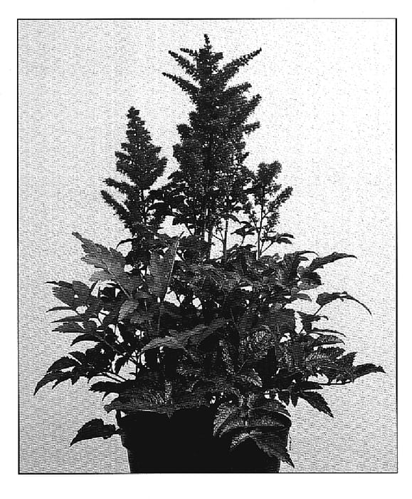 Figure 1 of US plant patent PP20324, the photograph of Verscarmine printed in the patent.