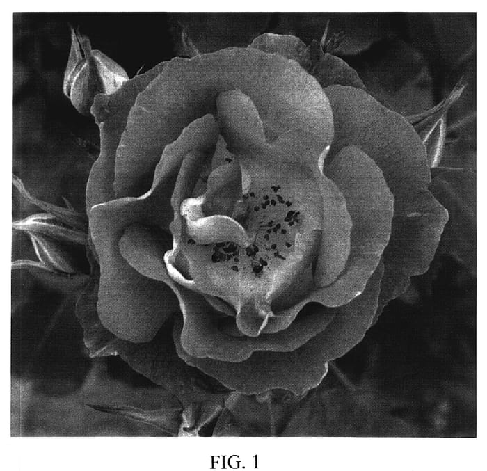 Figure 1 of US plant patent PP20325, the photograph of Pejamblu printed in the patent.