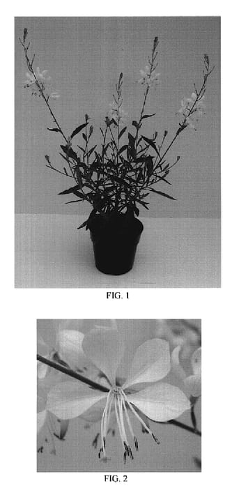 Figure 1 of US plant patent PP20326, the photograph of Baltincite printed in the patent.