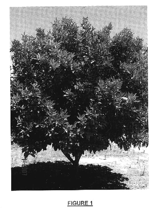 Figure 1 of US plant patent PP20327, the photograph of African Sunset printed in the patent.