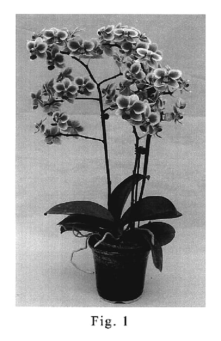 Figure 1 of US plant patent PP20328, the photograph of SOGO F2451 printed in the patent.