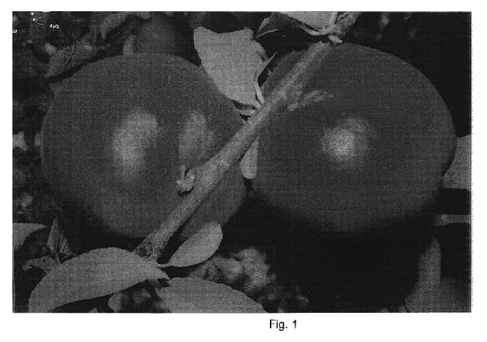 Figure 1 of US plant patent PP20329, the photograph of Nectadelicious printed in the patent.