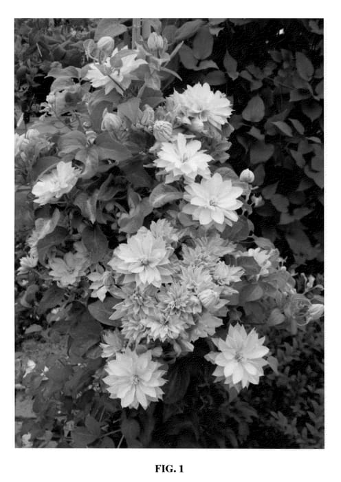 Figure 1 of US plant patent PP20330, the photograph of Zodaque printed in the patent.