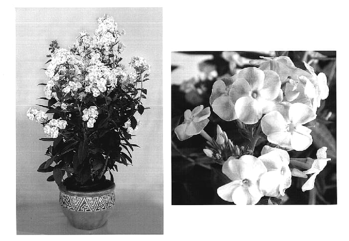 Figure 1 of US plant patent PP20331, the photograph of Blushing Shortwood printed in the patent.