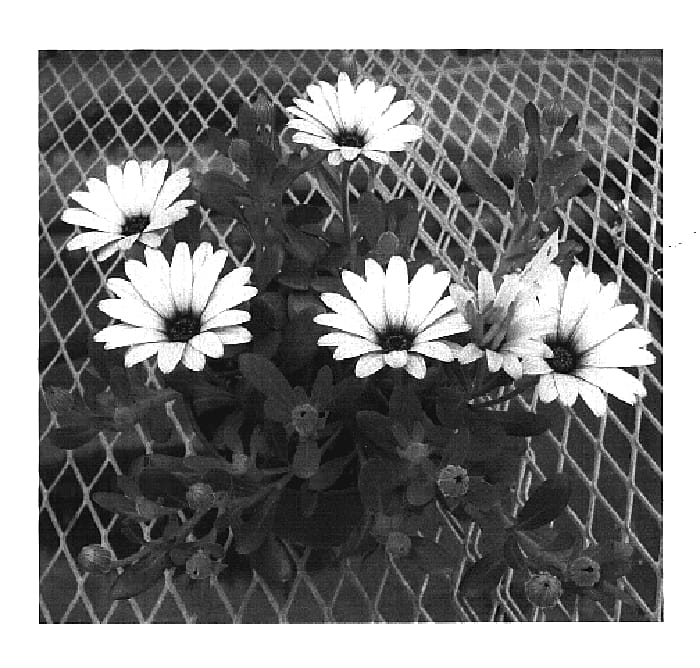 Figure 1 of US plant patent PP20332, the photograph of Vient Flamingo printed in the patent.