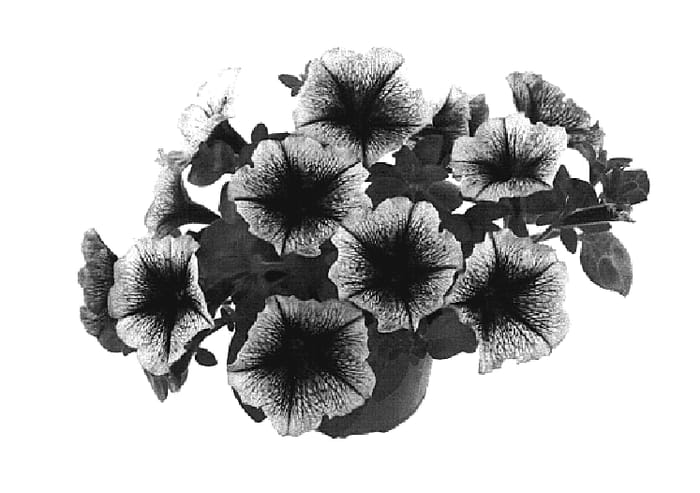 Figure 1 of US plant patent PP20333, the photograph of Fort Purple Vein printed in the patent.