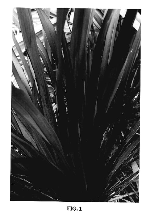 Figure 1 of US plant patent PP20335, the photograph of Taya printed in the patent.