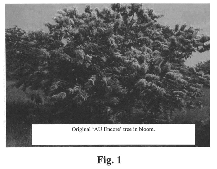Figure 1 of US plant patent PP20336, the photograph of AU Encore printed in the patent.