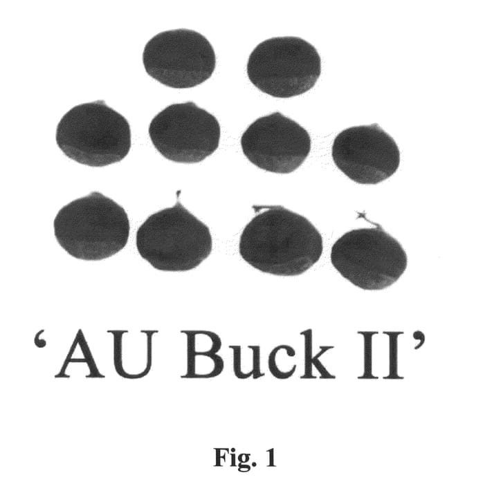 Figure 1 of US plant patent PP20337, the photograph of AU Buck II printed in the patent.