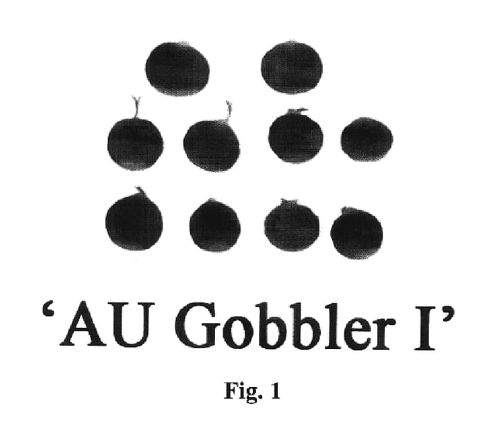 Figure 1 of US plant patent PP20338, the photograph of AU Gobbler I printed in the patent.