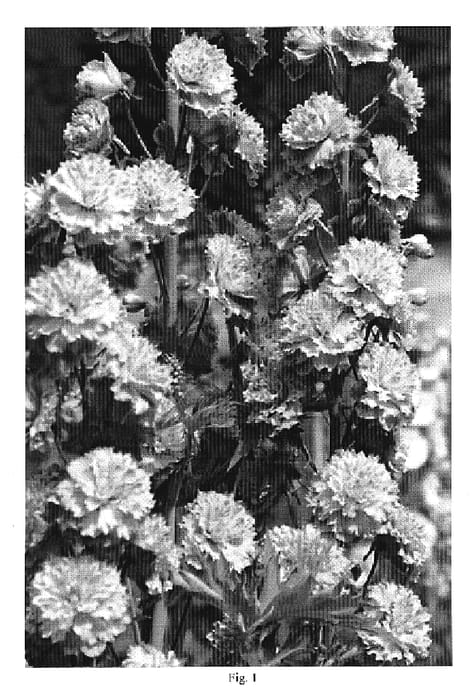 Figure 1 of US plant patent PP20339, the photograph of Crystal Delight printed in the patent.