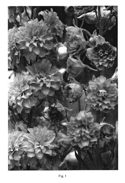 Figure 1 of US plant patent PP20340, the photograph of Moon Light printed in the patent.