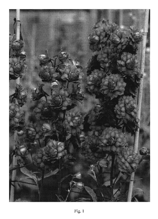 Figure 1 of US plant patent PP20341, the photograph of Sweet Sensation printed in the patent.