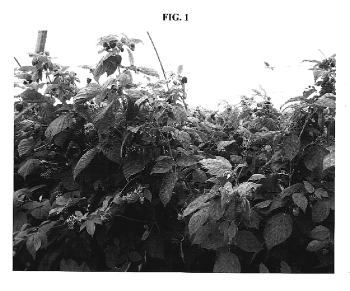 Figure 1 of US plant patent PP20342, the photograph of RADIANCE printed in the patent.