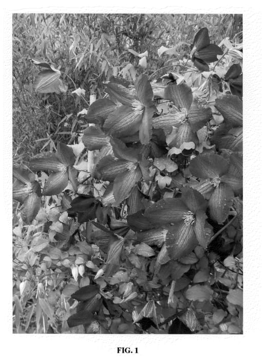 Figure 1 of US plant patent PP20343, the photograph of Zojapur printed in the patent.