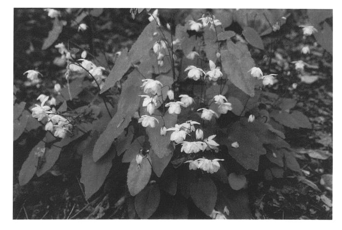 Figure 1 of US plant patent PP20344, the photograph of Conalba printed in the patent.