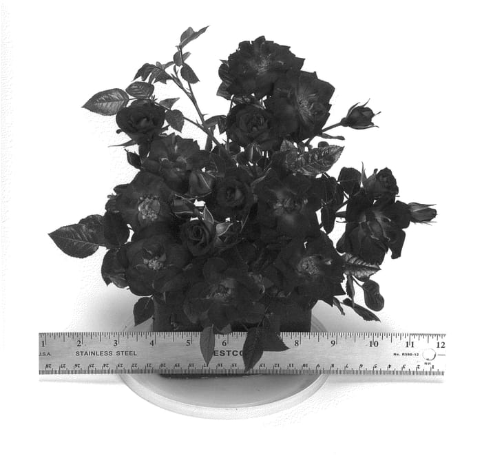 Figure 1 of US plant patent PP20345, the photograph of WEKdoudou printed in the patent.