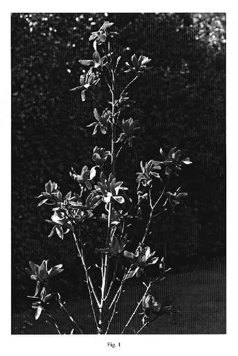 Figure 1 of US plant patent PP20346, the photograph of Jurmag4 printed in the patent.
