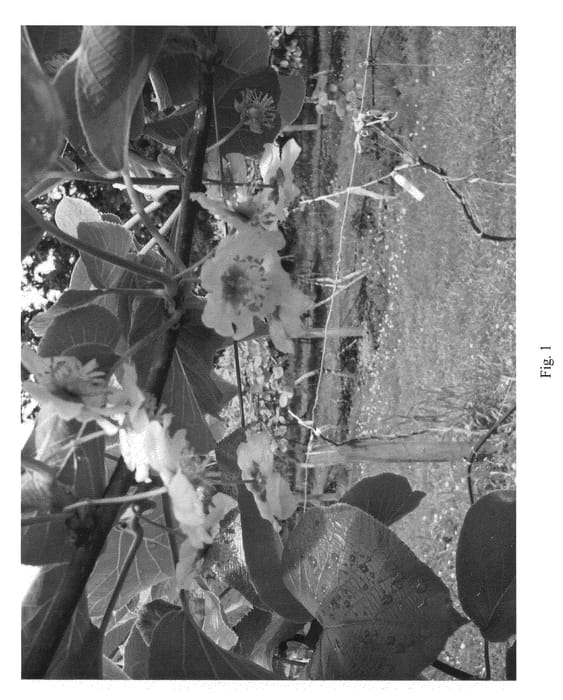 Figure 1 of US plant patent PP20347, the photograph of Z487 printed in the patent.