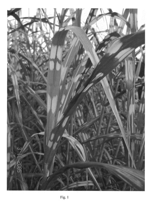 Figure 1 of US plant patent PP20348, the photograph of Lottum printed in the patent.