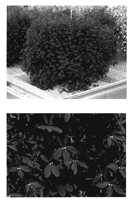 Figure 1 of US plant patent PP20349, the photograph of Wespurstar printed in the patent.