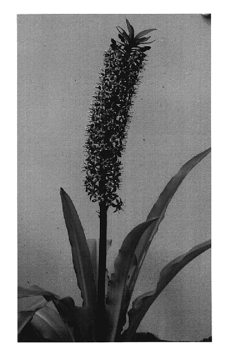 Figure 1 of US plant patent PP20350, the photograph of EXC 051 printed in the patent.