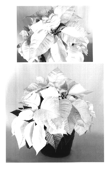 Figure 1 of US plant patent PP20351, the photograph of PER10606 printed in the patent.