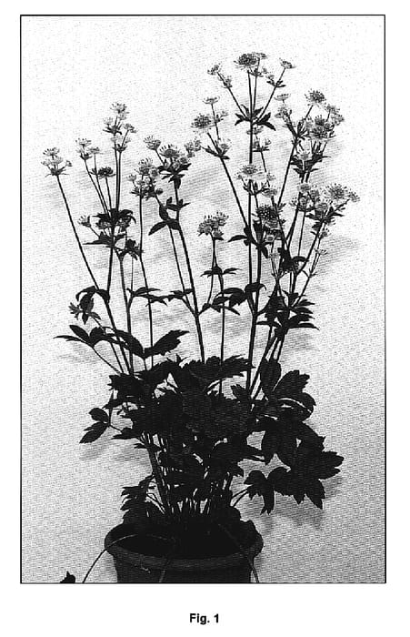 Figure 1 of US plant patent PP20352, the photograph of Star of Billion printed in the patent.