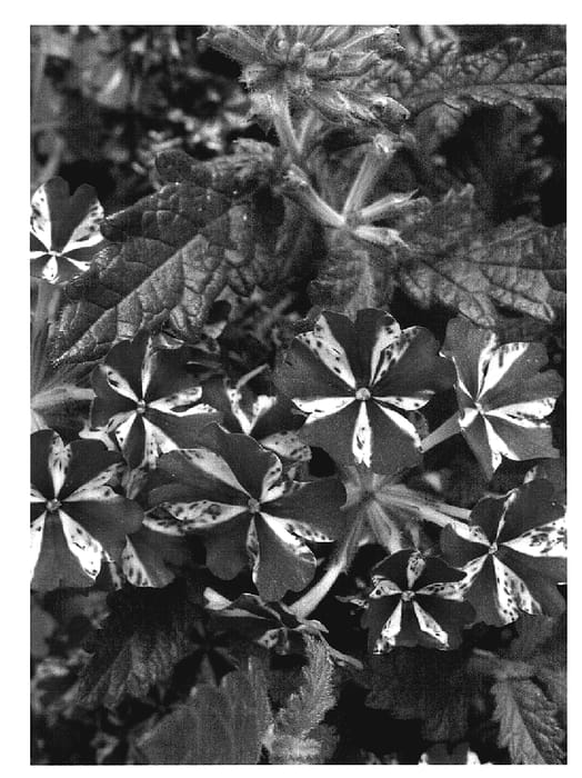 Figure 1 of US plant patent PP20353, the photograph of Lan Pursar printed in the patent.