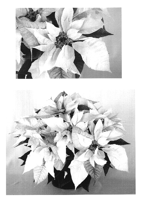 Figure 1 of US plant patent PP20354, the photograph of PER5506 printed in the patent.