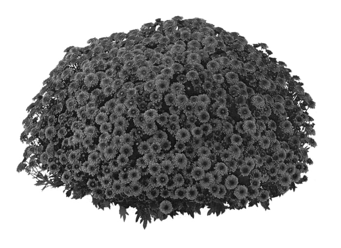 Figure 1 of US plant patent PP20355, the photograph of PPP COL OR07 printed in the patent.