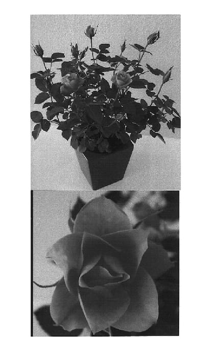 Figure 1 of US plant patent PP20356, the photograph of Evera 169 printed in the patent.