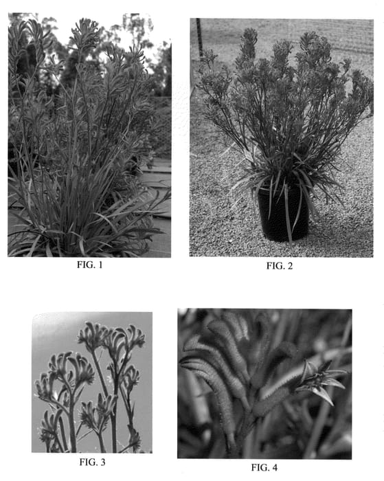 Figure 1 of US plant patent PP20357, the photograph of Ramboblitz printed in the patent.