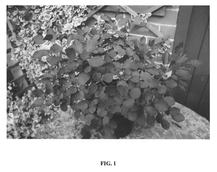 Figure 1 of US plant patent PP20358, the photograph of Dusky Maiden printed in the patent.