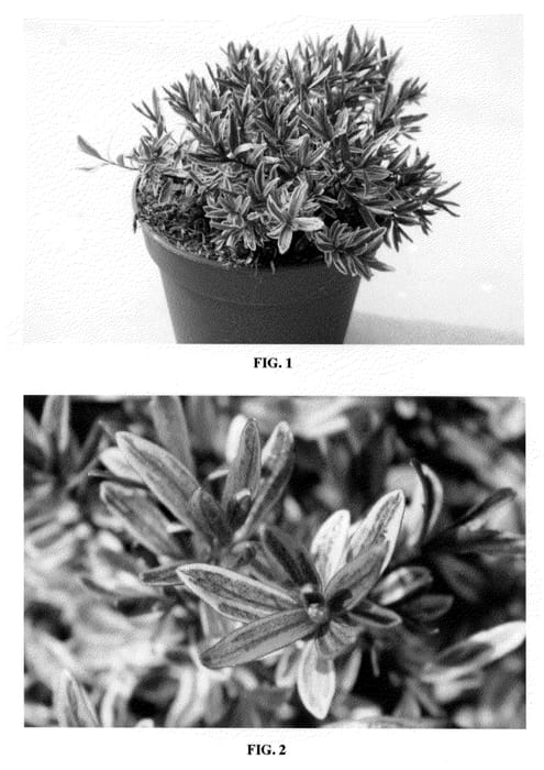 Figure 1 of US plant patent PP20359, the photograph of Magic Summer printed in the patent.