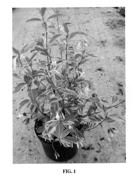 Figure 1 of US plant patent PP20360, the photograph of Sunlover printed in the patent.