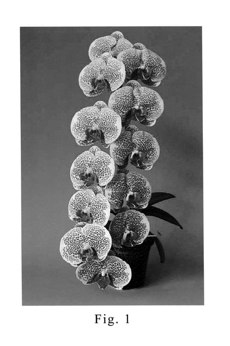 Figure 1 of US plant patent PP20361, the photograph of SOGO F977 printed in the patent.