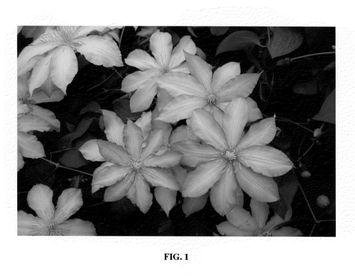 Figure 1 of US plant patent PP20362, the photograph of Zoklako printed in the patent.