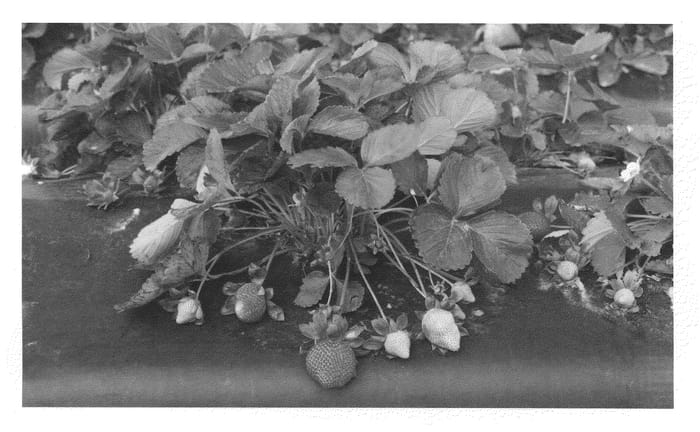 Figure 1 of US plant patent PP20363, the photograph of Florida Radiance printed in the patent.