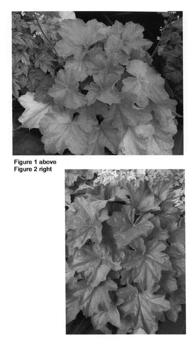 Figure 1 of US plant patent PP20364, the photograph of Southern Comfort printed in the patent.