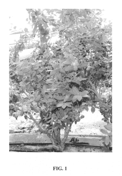 Figure 1 of US plant patent PP20365, the photograph of Carmen printed in the patent.