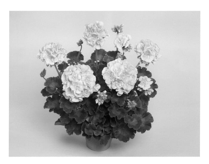 Figure 1 of US plant patent PP20366, the photograph of Fishelsh printed in the patent.