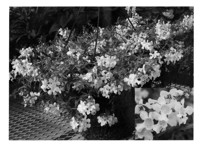 Figure 1 of US plant patent PP20367, the photograph of Cas Wite 09 printed in the patent.