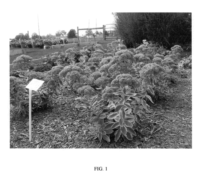 Figure 1 of US plant patent PP20368, the photograph of ELSIE'S GOLD printed in the patent.