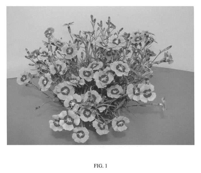 Figure 1 of US plant patent PP20369, the photograph of NOREEN printed in the patent.