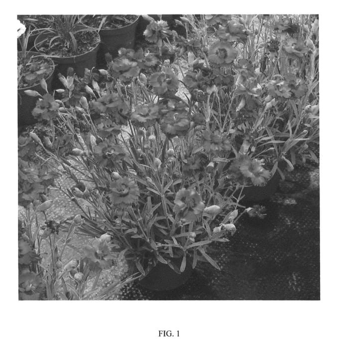 Figure 1 of US plant patent PP20370, the photograph of Amanda printed in the patent.