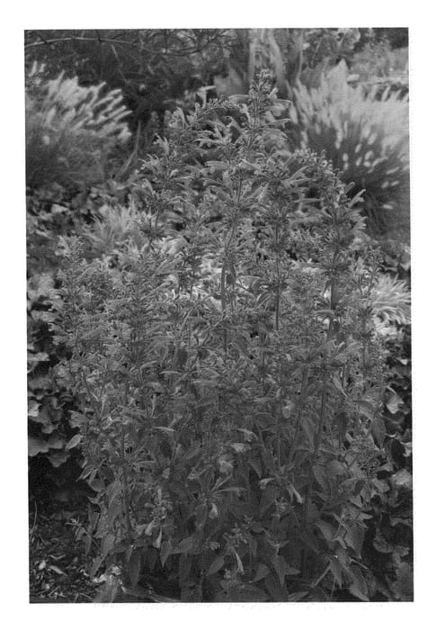 Figure 1 of US plant patent PP20371, the photograph of Raspberry Summer printed in the patent.